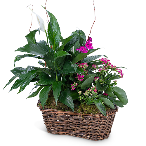 Sympathy Plants
