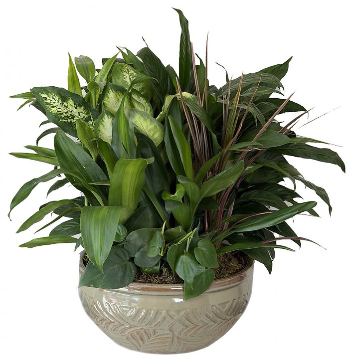 Dish Garden in Ceramic Planter