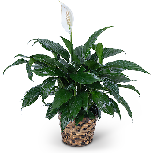 8\" Peace Lily Plant