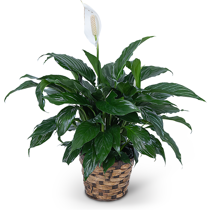 8\" Peace Lily Plant