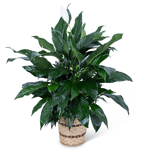 Plants