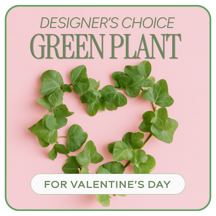 Valentine\'s Day Green Plant